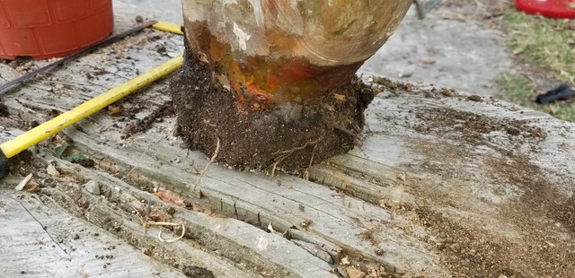 Siembra de lo acodos.