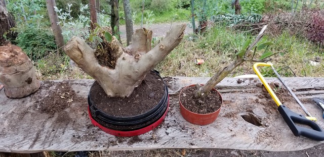 Cuidado de los bonsais