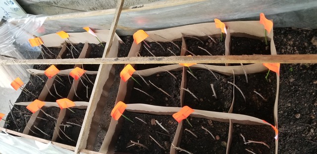 Seguimiento del proyecto.