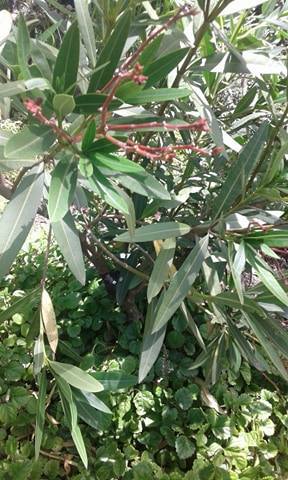 creacion de acodo aereo