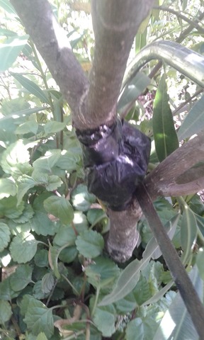 extracción de acodo