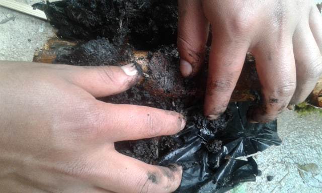 revisión de acodo pero no tenia raices