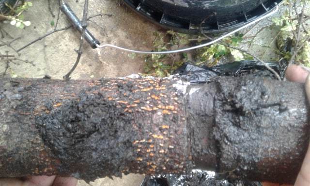 no tiene raíz el acodo pero si callos