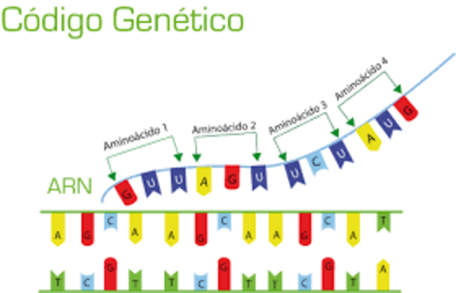 Codigo genetico en tripletes