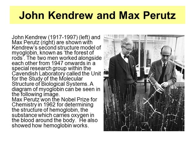 estructura 3D de la hemogloina y la mioglobina.