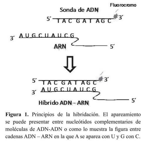 técnica de hibridación de los ácidos nucleicos.