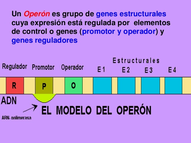 Modelo Operón