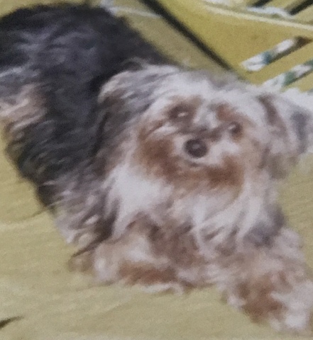 Linda and Brian's first *Bought* house, and dog, Mimi