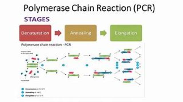 PCR