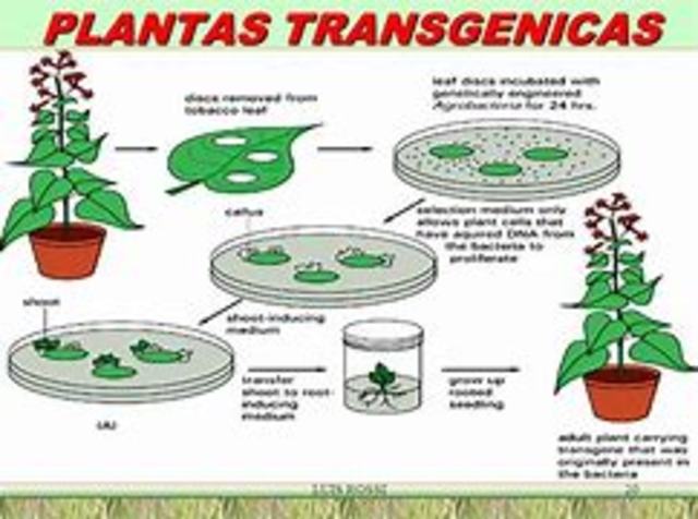Plantas transgénicas