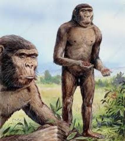 Paranthropus