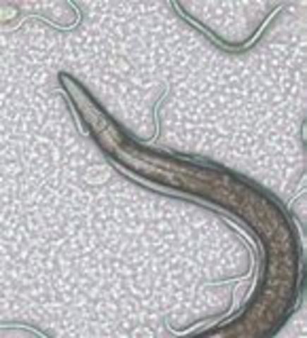 Caenorhabditis elegans.