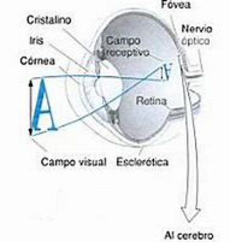 nuevos fotorreceptores en la retina