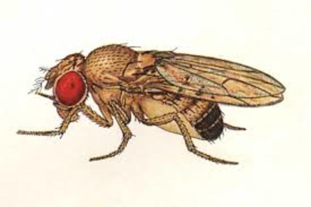 Thomas Hunt Morgan "Drosophila Melanogaster" como elemento clave genético ademas de iniciar la tradición de dar nombre a los genes.