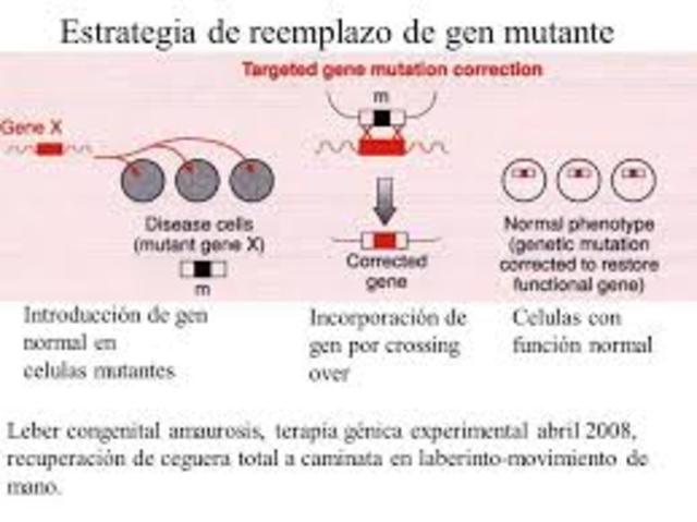 Terapia génica experimental en amaurosis congénita de Leber