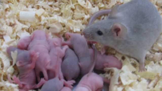 Óvulos de ratón a partir de células madre