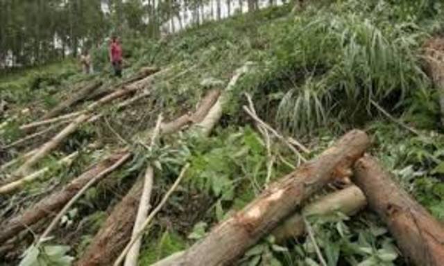 Reforma al código penal: Delitos ambientales.