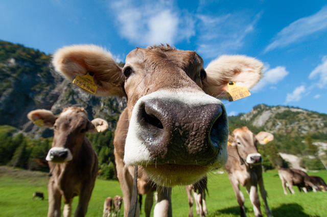 Begrip : Kikkerperspectief