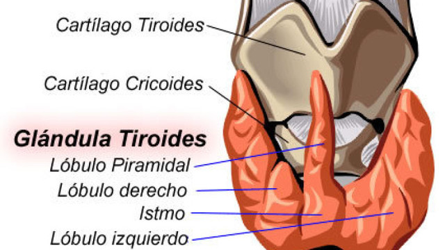 buscar información en Internet.