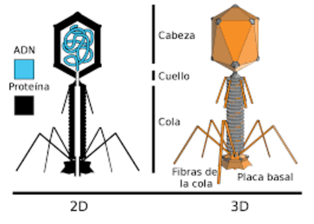 Demostraron que cuando un virus infecta a una bacteria solamente penetra el ADN viral