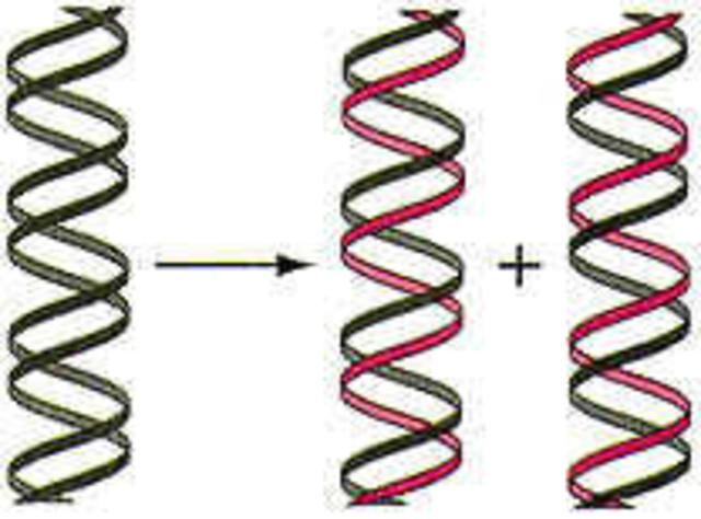 Confirmaron la replicación semiconservadora propuesta por Crick
