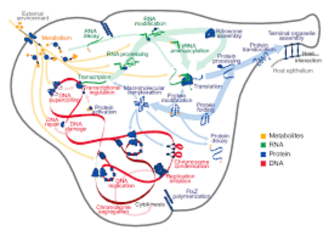 primer modelo computacional de una célula