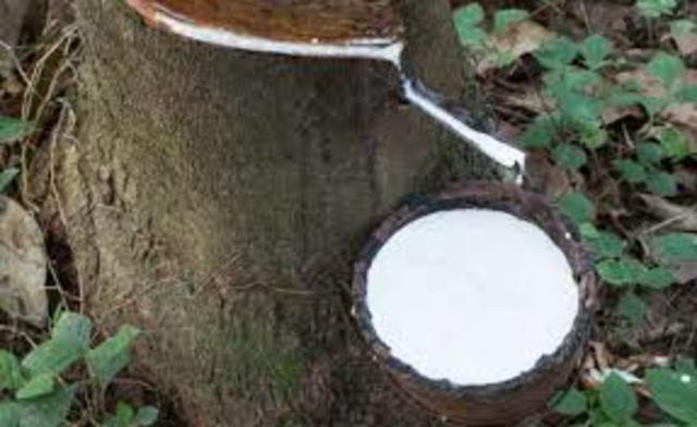 Descubrimiento del árbol de caucho