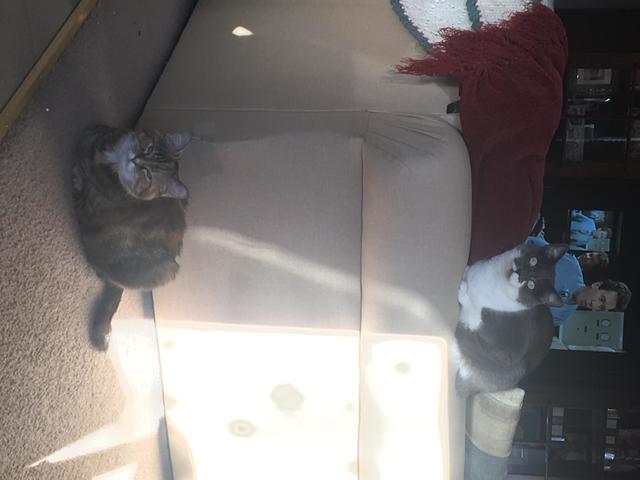 I got my cats!