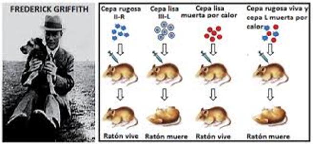 "Principio Transformante" de Frederick Griffith