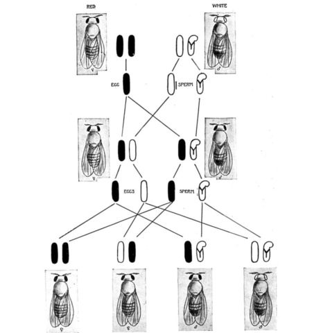 Rasgos genéticos ligados al sexo