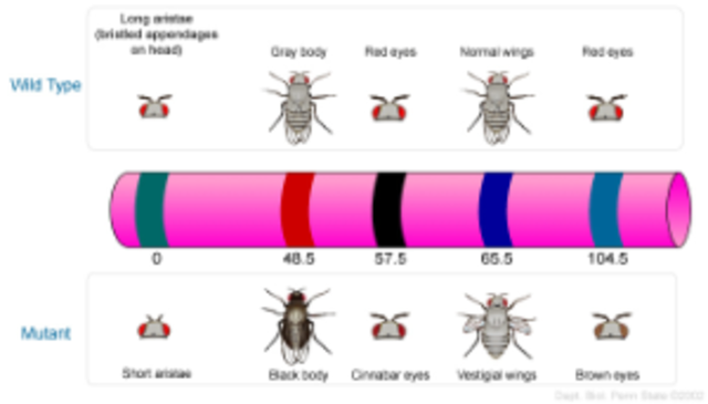Mapa de genes en el cromosoma