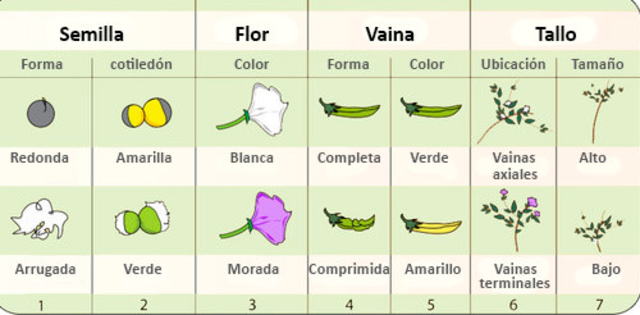 Gregor Mendel. Leyes de la herencia