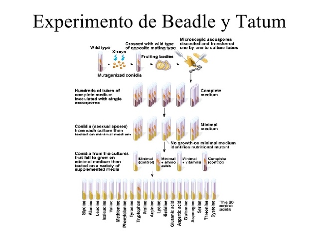 Correlación entre genes y enzimas