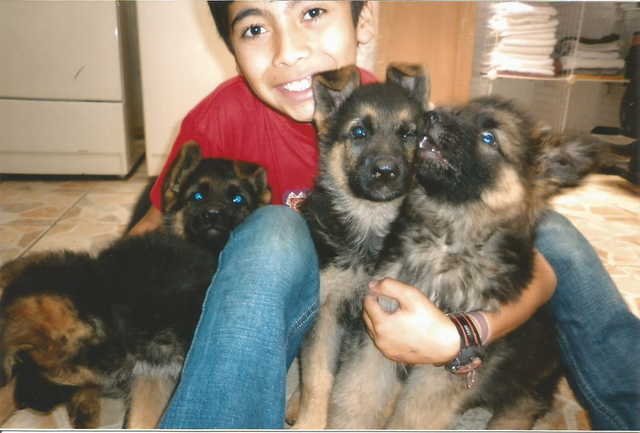 Amor hacia los perros