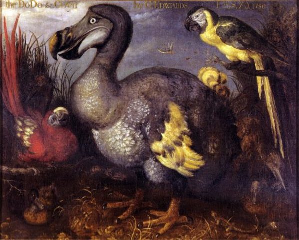 Dodo (Raphus cucullatus)