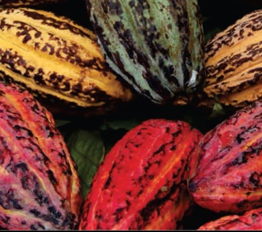 Cadeia do cacau: Mesa de diálogo com empresas da cadeia do cacau