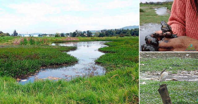 Directiva operacional 4.00