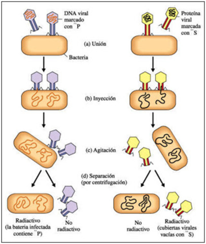 Experimento de Hershey y Chase