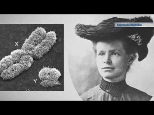 Edmund Beecher y Nettie Stevens- Cromosomas sexuales