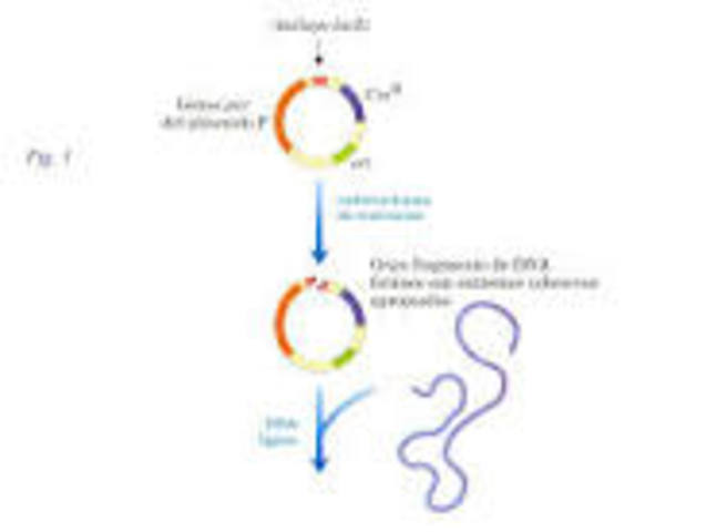 CROMOSOMA ARTIFICIAL