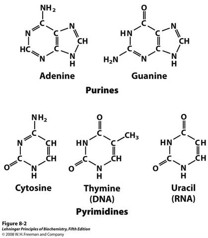 ADN: compuesto por bases nitrogenadas