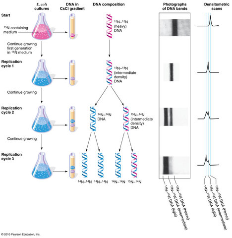 Replicación semi-conservadora del ADN