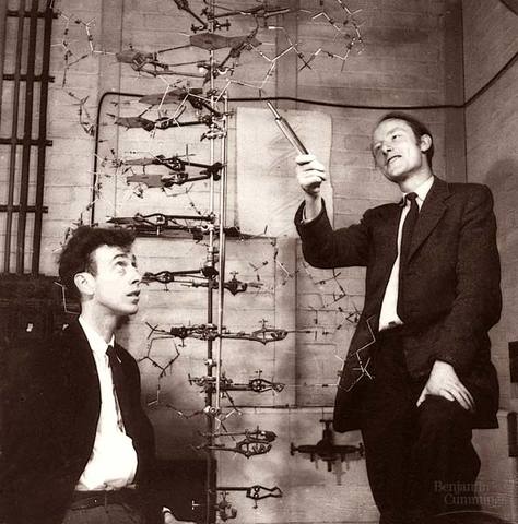 James Dewey Watson y Francis Harry Compton Crick:" Modelo del ADN"