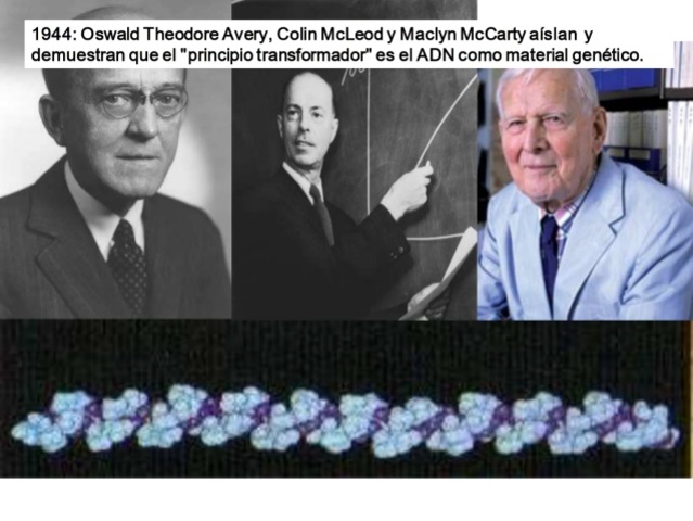 Theodore Avery, Colin MacLeod y Maclyn McCarty