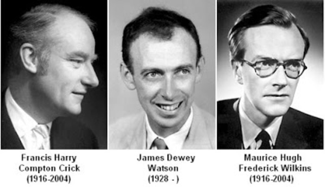 James Dewey Watson y Francis Harry Compton Crick