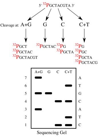 Secuenciación química de ácidos nucleicos