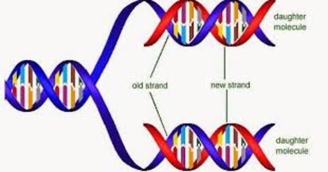 Mathew Stanley Meselson y Franklin Stahl: "Confirman la replicación semiconservadora propuesta por Crick"
