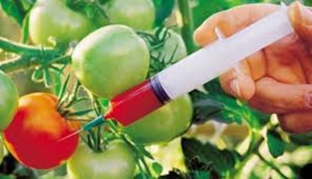 Creación de las primeras plantas transgénicas