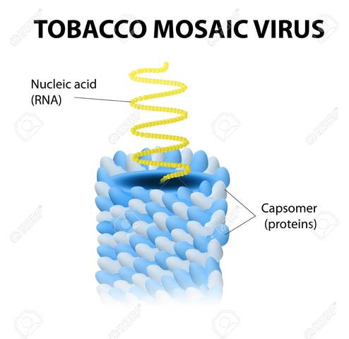 Composición del Virus