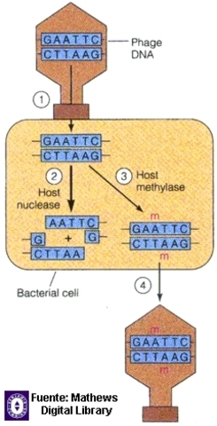 Nathans: "Elaboro el primer mapa de restricción del ADN"